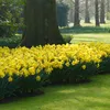 Bloomique - 15er-Mix - Narcissus Dutch Master - große gelbe Produktbild-Vorschau 4