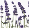 Lawenda wąskolistna - 12 szt - Lavandula angustifolia - Podgląd zdjęcia produktu 3