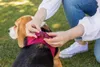 Curli Clasp Vest Geschirr Air-Mesh rubínová M Náhled obrázku produktu 14