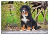 Berner Sennenhunde - Freunde für ein ganzes Leben Produktbild-Vorschau 13