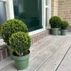 Plants by Frank | 2 Boules de houx du Japon | Ilex crenata Voir les images du produit 2