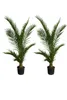2er Set Kanarische Dattelpalme 190–210 cm (Phoenix Produktbild-Vorschau 1