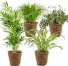 4er-Mix - Haustierfreundliche Pflanzen - Cyprus Zumula - Produktbild-Vorschau 1