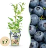 GreenboutiQ - Obstpflanzen - Blaubeere - Vaccinium Produktbild-Vorschau 2