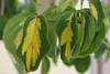 SAFLAX - Ázijské kvety - drieň obyčajný - Cornus kousa var. Náhľad obrázku produktu 6
