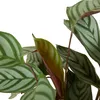 Bloomique - Calathea Compactstar - Plante d'intérieur - Voir les images du produit 5