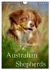 Australian Shepherds (Wandkalender 2027 DIN A4 hoch), Produktbild-Vorschau 1