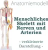Anatomie Modell Skelett Auswahl Lebensgroß 180 cm oder Produktbild-Vorschau 2
