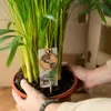 Goldfruchtpalme Areca – Zimmerpflanze Ø21cm – 110cm hoch – Produktbild-Vorschau 6