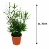 Asparagus falcatus, ongeveer 35 cm – Zierspargel | Productafbeelding-voorbeeld 5