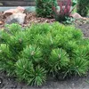 Bergkiefer ´PUMILIO´ 10-15 cm, Cont. 2,5 l Produktbild-Vorschau 8