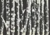 Vlies Fototapete - Stately Birches - Second Variant 450x315 Produktbild-Vorschau 5