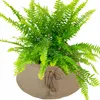 A potted fern plant with green fronds in a beige fabric pot with a jute tie. Voir les images du produit