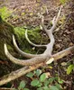 5 szt XXL hard jeleń / 19-21 cm Gryzak gryzaki z poroża Podgląd zdjęcia produktu 9