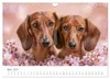 Zauberhafte Dackel (Wandkalender 2027 DIN A4 quer), Produktbild-Vorschau 12