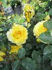 Rosa Sunmaid ® - Beetrose Sunmaid ® - Kordes Rose - ADR Produktbild-Vorschau 2