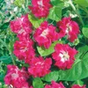 Buzzy Climbing Flowers Ipomoea Dubbel Pink Samen - Ca. 2 gr Produktbild-Vorschau 5