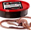 Fishing Expedition Live Worms No.4 - żywe robaki Dendrobena Podgląd zdjęcia produktu 2