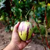 Sada 4 pepin - Solanum muricatum "Pepino Gold" - Melounová Náhled obrázku produktu 2
