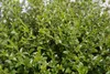 Ligustrum delavayanum - Delavays Liguster - 80cm Hochstamm Produktbild-Vorschau 2