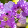 Bakker.com - Kreppmyrte violett, Der topf / Ø 15cm / Produktbild-Vorschau 2