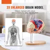 Model lidského mozku - Anatomická studie - 4 části - Náhled obrázku produktu 2