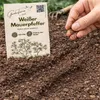 Weißer Mauerpfeffer Sedum album, 1 Portion, Bodendecker für Produktbild-Vorschau 3