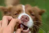 Kolagen dla psów na Stawy Żelki GELOREN Small Dog 60 szt Podgląd zdjęcia produktu 5