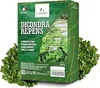 LERAVA® Klee samen dichondra [Kein Mähen erforderlich] - Produktbild-Vorschau 1