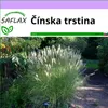 SAFLAX - Čínska trstina - Miscanthus sinensis - 200 Semená Náhľad obrázku produktu 6