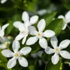 Sternjasmin - 2 Stk - Trachelospermum jasminoides - Höhe Produktbild-Vorschau 4