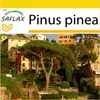 SAFLAX Kultivační sada - Středomořská borovice - Pinus Náhled obrázku produktu 10