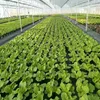 Film diserbante con fori per piante 0,95 x 10 m con Anteprima dell’immagine prodotto 9