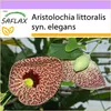 SAFLAX - duchovná rastlina - Aristolochia littoralis syn. Náhľad obrázku produktu 8