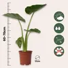 Alokasie - 2 Stk - Alocasia 'Macrorrhizos' - Höhe 60-70cm - Produktbild-Vorschau 2