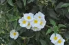 Cistus laurifolius, Zistrose, immergrün, ca. 11x11 cm Topf Produktbild-Vorschau 3