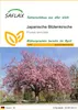 SAFLAX - Japanische Blütenkirsche - Prunus serrulata - 30 Produktbild-Vorschau 1