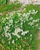 A close-up view of a ground cover plant with small white flowers and green foliage. Produktbild-Vorschau