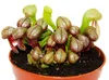 Pianta carnivora - Giglio cobra - Darlingtonia californica Anteprima dell’immagine prodotto 3