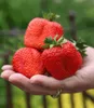 A hand holding three strawberries with a blurred green background. Produktbild-Vorschau