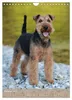 Welsh Terrier - viel Hund in kleiner Verpackung Produktbild-Vorschau 12