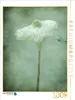 Calvendo Wild lockendes Lockenblümchen 1000 Teile Puzzle Produktbild-Vorschau 3