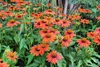 A close-up view of a cluster of bright orange Echinacea purpurea 'Lakota Orange' flowers in a garden setting. Produktbild-Vorschau