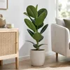 Gummibaum - pflegeleichte Zimmerpflanze, Ficus elastica Produktbild-Vorschau 4
