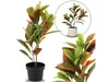 Umělá listnatá rostlina v květináči Ficus, 58 cm Náhled obrázku produktu 1