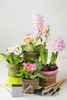 A collection of potted spring flowers and gardening tools. Produktbild-Vorschau