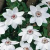 3 x Clematis Kletterplanzen Mix (3 Pflanzen): 3 kaufen/2 Produktbild-Vorschau 9