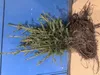 1x Fichte 50-70 cm | Picea abies | Gemeine Fichte | Hecke | Produktbild-Vorschau 2