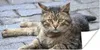 MuchoWow® Poster Katze - Tier - Braun - Mädchen - Kinder - Produktbild-Vorschau 1