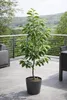 Diospyros kaki Vaniglia 160–200 cm – vanilkový kaki strom, Náhľad obrázku produktu 3